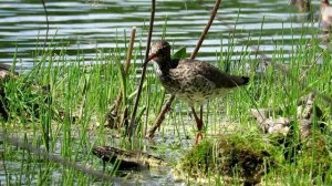 Кулик с красными ногами - Травник, Common Redshank