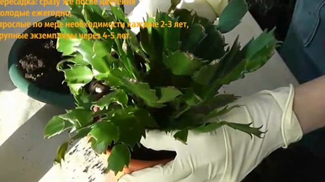 Шлюмбергера (Зигокактус или Рождественник) смотреть онлайн