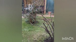 Кардинальная обрезка взрослых кустов метельчатой гортензии