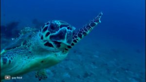 Животные, Которые Сами Попросили Людей о Помощи