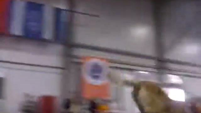 Австралийский кеттл-дог Kleya на чемпионате по аджилити смотреть онлайн