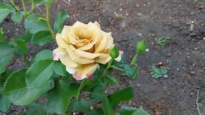 Роза Honey Dijon грандифлора начало цветения???????