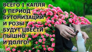 Всего 1 капля для роз в период бутонизации