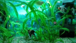 Скалярии, тернеции карамельки, расбора арлекин, криптокорина балансе