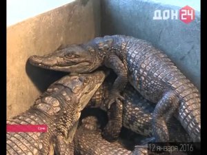 Домашний крокодил
