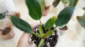 Филодендроны, черенкование