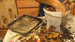 Почему сохнут листья у комнатного банана и что делать