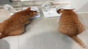 Крутая миска кормушка-поилка для кошек с автоматическим диспенсером для воды недорого с Алиэкспресс