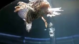 Морской петух.