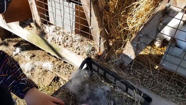 Окрол крольчихи. Крольчата в 8 дней. Осмотр маточника. смотреть онлайн