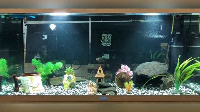 Аквариум JUWEL 180л Астронотусы смотреть онлайн