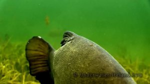 Huge tench & perch fish in crystal clear water, underwater camera.