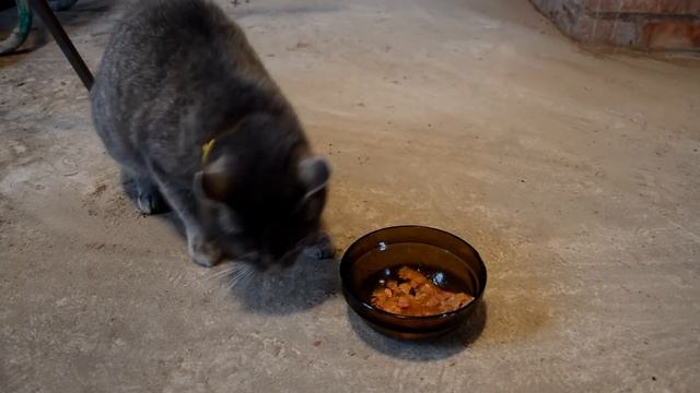 ШТУКАТУРКА КИРПИЧНОЙ ПЕЧИ СВОИМИ РУКАМИ ПОД ОБЛИЦОВКУ ПЛИТКОЙ смотреть онлайн