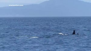 EPIC Killer Whale encounter at Lime Kiln State Park 6/3/14 Jpod and the L12's