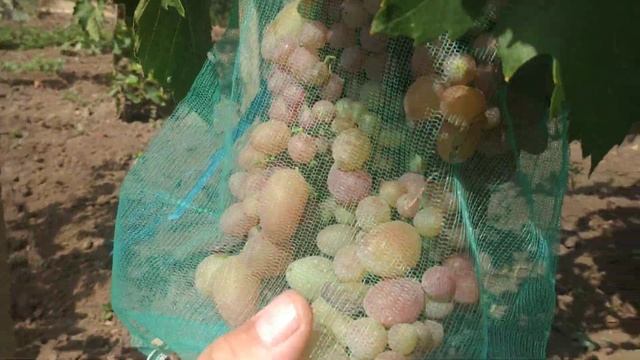 Виноград Памяти Учителя,мое мнение.Ликвидация. смотреть онлайн