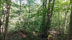 Ловля карася на морду для крупной щуки на перемет