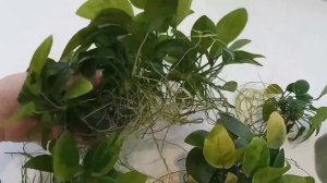 Восстанавливаю анубиасы