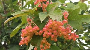 6 сентября народный праздник ЕВТИХИЙ ТИХИЙ. народные приметы и поверья