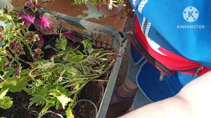 Тепличный Vlog ?. Укореняю Колеусы. Обзор Колеусов.