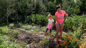 Посев сидератов на осень. Горчица и фацелия (укр)