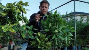 аукуба или золотой дерево