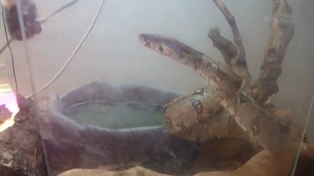 boa constructor imperator смотреть онлайн