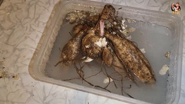 50! Дачный влог: хлопоты по саду, как прижились новые растения, Максим готовит ужин ?часть 1 ?? смотреть онлайн