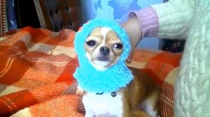 Вязаная шапочка для собачки Нюры ❤ Knitted cap for the dog.mp4