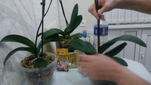 Обработка корней орхидеи фитоспорином.