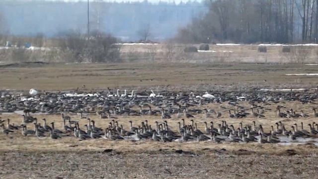 Гуси - лебеди. смотреть онлайн