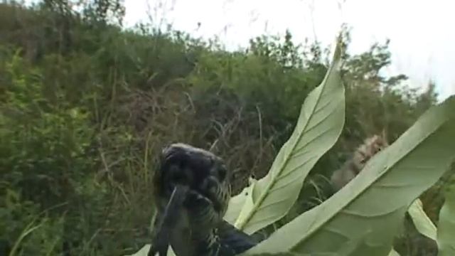 Elaphe schrenckii - Амурский полоз или полоз Шренка 3 смотреть онлайн