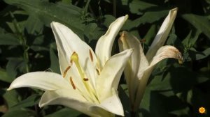 Иван  Христофоров - Ассалам алейкум тавансем