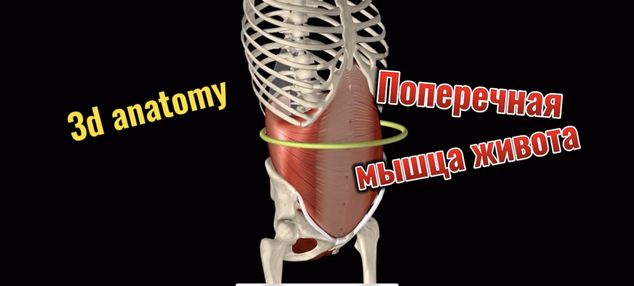 3d anatomy. Поперечная мышца живота.