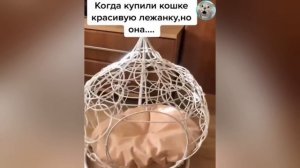 СУРОВЫЕ РУССКИЕ КОТЫ? ПРИКОЛЫ С ЖИВОТНЫМИ 2022?  СМЕШНЫЕ КОШКИ и СОБАКИ???