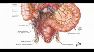 Arterial System of the Human Body: A Deep Dive into Blood Flow || Bengali || Netter Atlas of Anatom