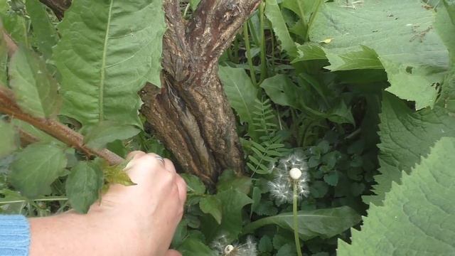 Абрикосы в Подмосковье. смотреть онлайн