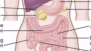 GIT hormones | Functions | Site of secretion | #GITphysiology | Guyton ,Chap # 63 | Part 7