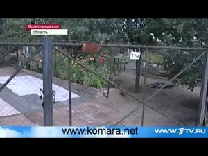 Вспышка смертельной инфекции, переносящейся комарами сентябрь 2012 года