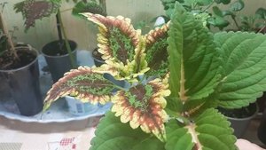 ? Маточники колеусов? Колеусы кустовые? Трейлинги?