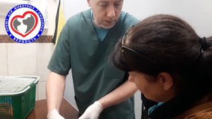 Кошка отравилась крысиным ядом, что делать? Помощь Животным