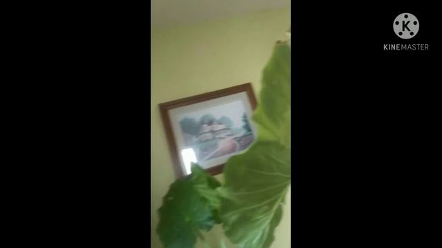 tarro giant elephant ears alocasia plant blooming