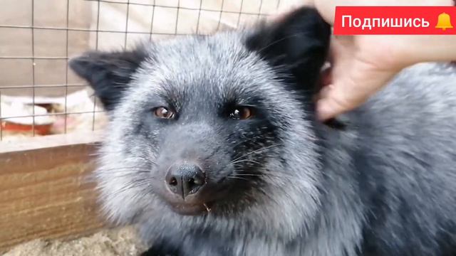 Лиса агрессивное животное? смотреть онлайн