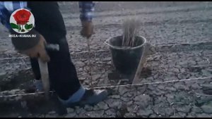 Как правильно сажать подвой для розы