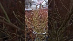 Не много про розовую голубику сорт Пинк Лимонад