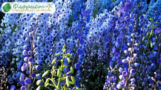 ? Посадка дельфиниума в открытый грунт смотреть онлайн