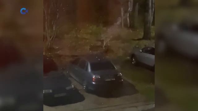 В посёлке Надвоицы Сегежского района волк бродит прямо под окнами домов. смотреть онлайн