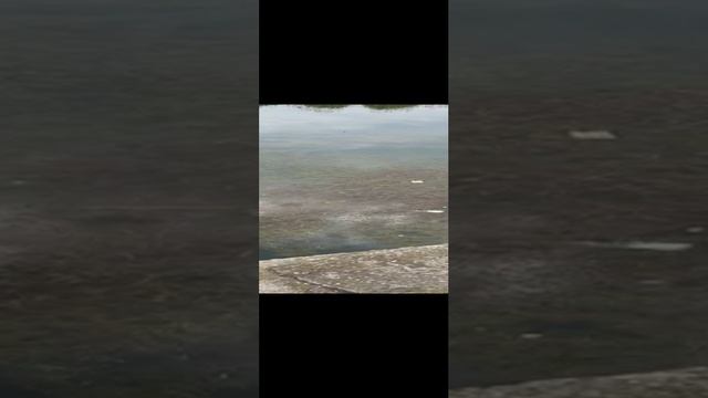 К кому из новороссийцев на стол попадет "мусорная" рыбка