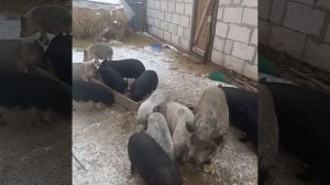 Утро, поросята и пивная дробина