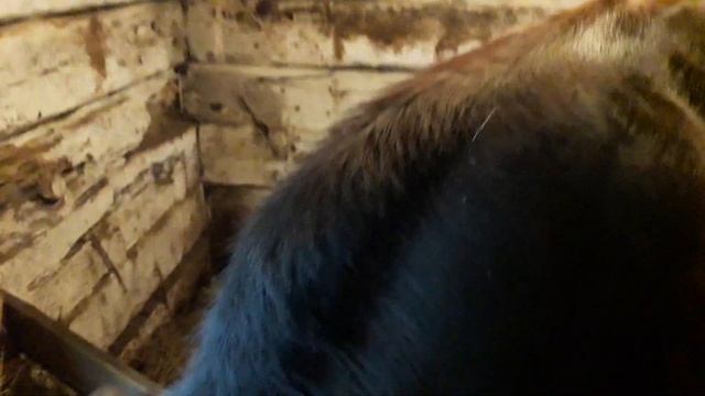 Породы высокоудойных коров  в России.Какую корову выбрать? Какие коровы  дают много молока?