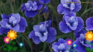 Ирис сибирский Я вижу звезды. Краткий обзор, описание характеристик iris sibirica I See Stars